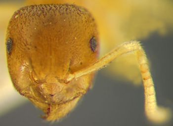 Media type: image; Entomology 21685   Aspect: head frontal view